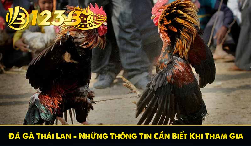 Đá Gà Thái Lan - Những Thông Tin Cần Biết Khi Tham Gia