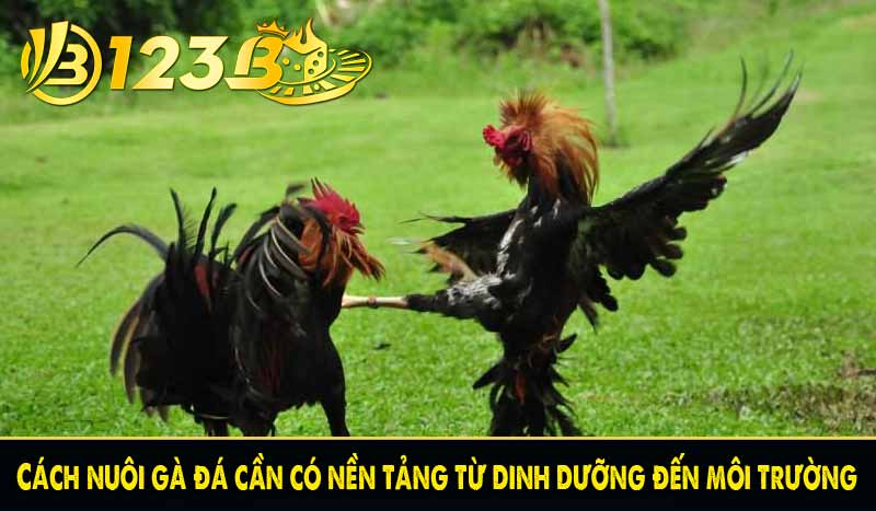 Cách nuôi gà đá cần có nền tảng từ dinh dưỡng đến môi trường