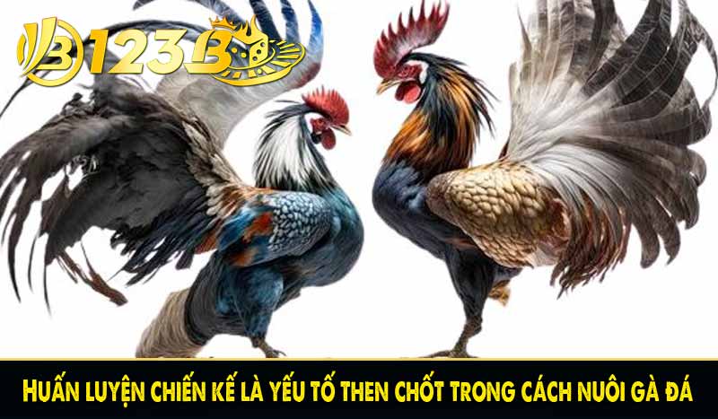 Huấn luyện chiến kế là yếu tố then chốt trong cách nuôi gà đá