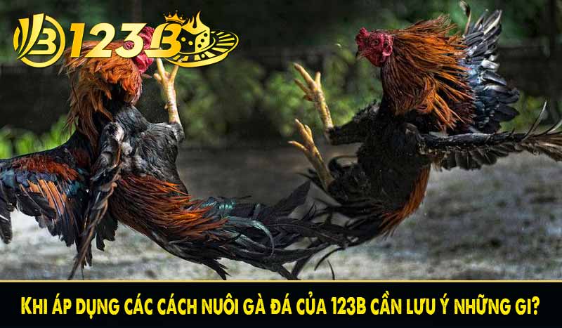 Khi áp dụng các cách nuôi gà đá của 123B cần lưu ý những gi?